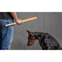 Relationship Between Animal Abuse and Family Violence