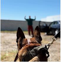 Tactical Searching with K9