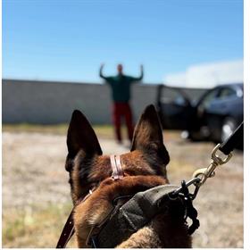 Tactical Searching with K9
